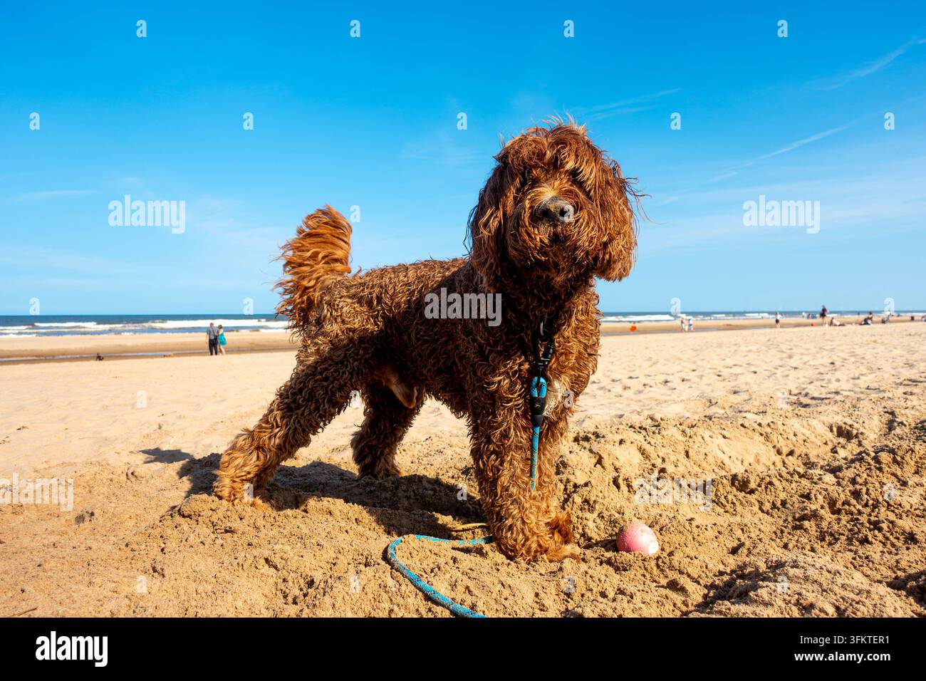 Un chien Labradoodle brun sur une plage sablonneuse du Royaume-Uni à Mablethorpe, Lincolnshire en été avec un ciel bleu en arrière-plan Banque D'Images