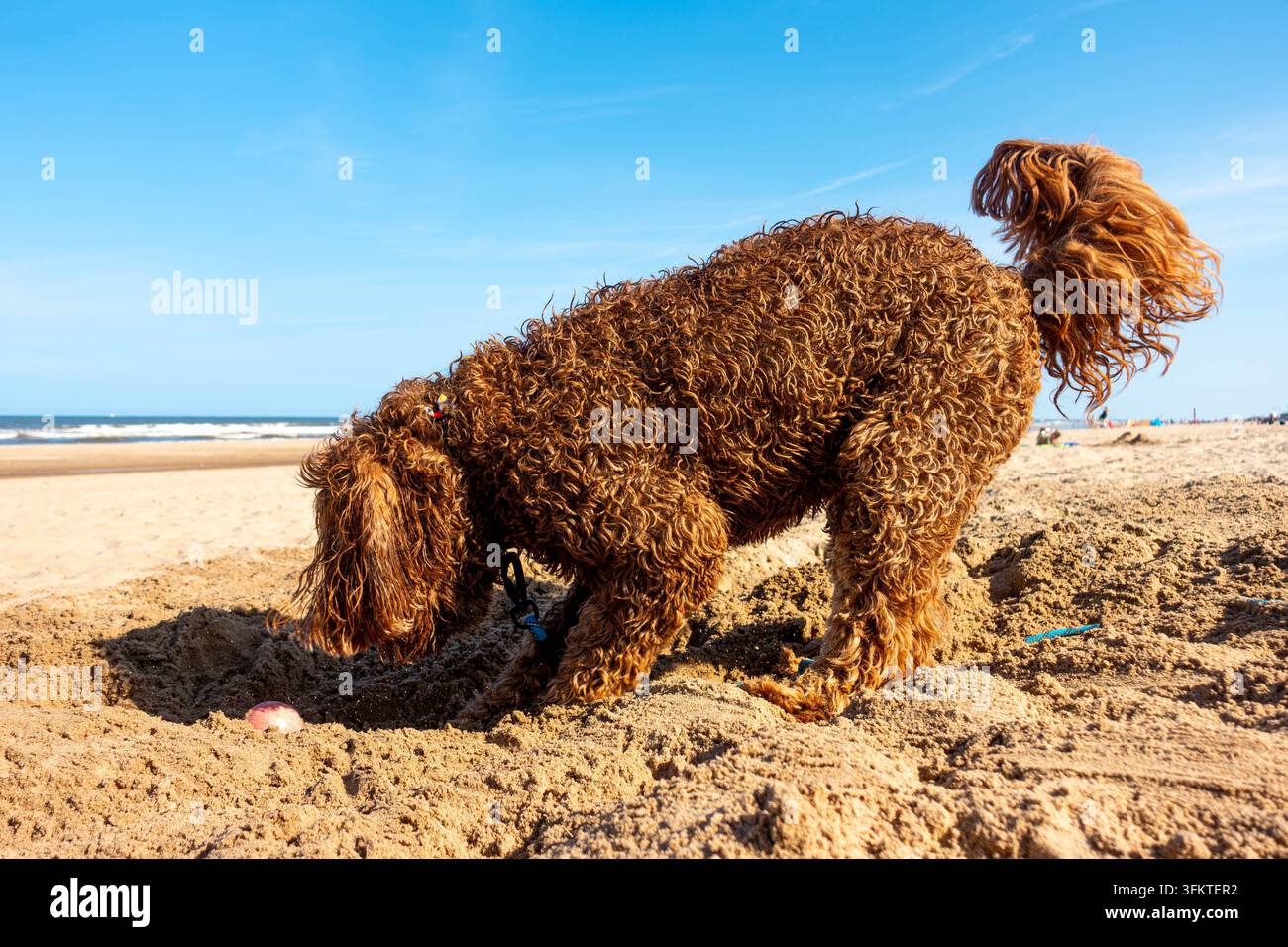 Un chien Labradoodle brun sur une plage sablonneuse du Royaume-Uni à Mablethorpe, Lincolnshire en été avec un ciel bleu en arrière-plan Banque D'Images