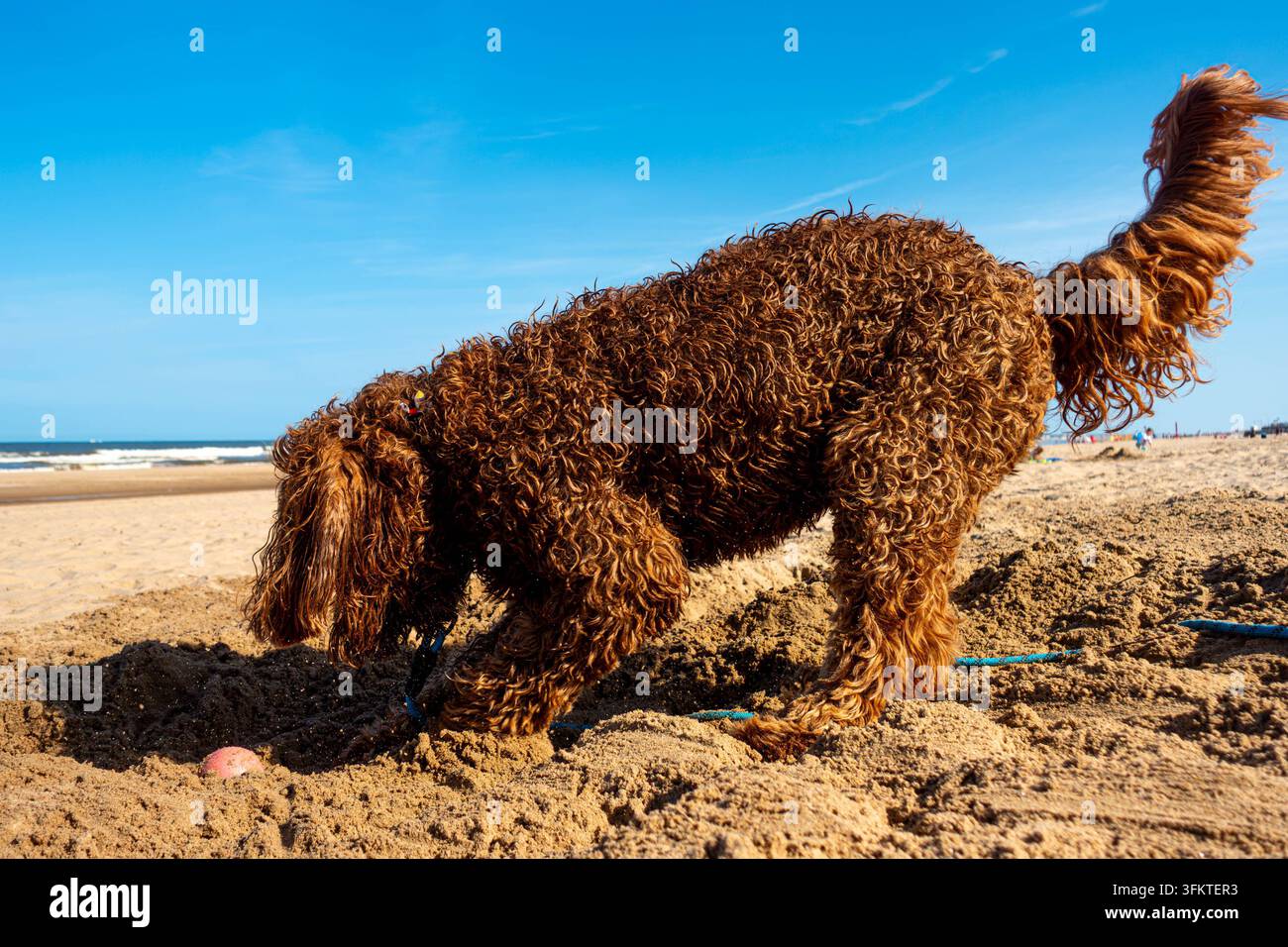 Un chien Labradoodle brun sur une plage sablonneuse du Royaume-Uni à Mablethorpe, Lincolnshire en été avec un ciel bleu en arrière-plan Banque D'Images