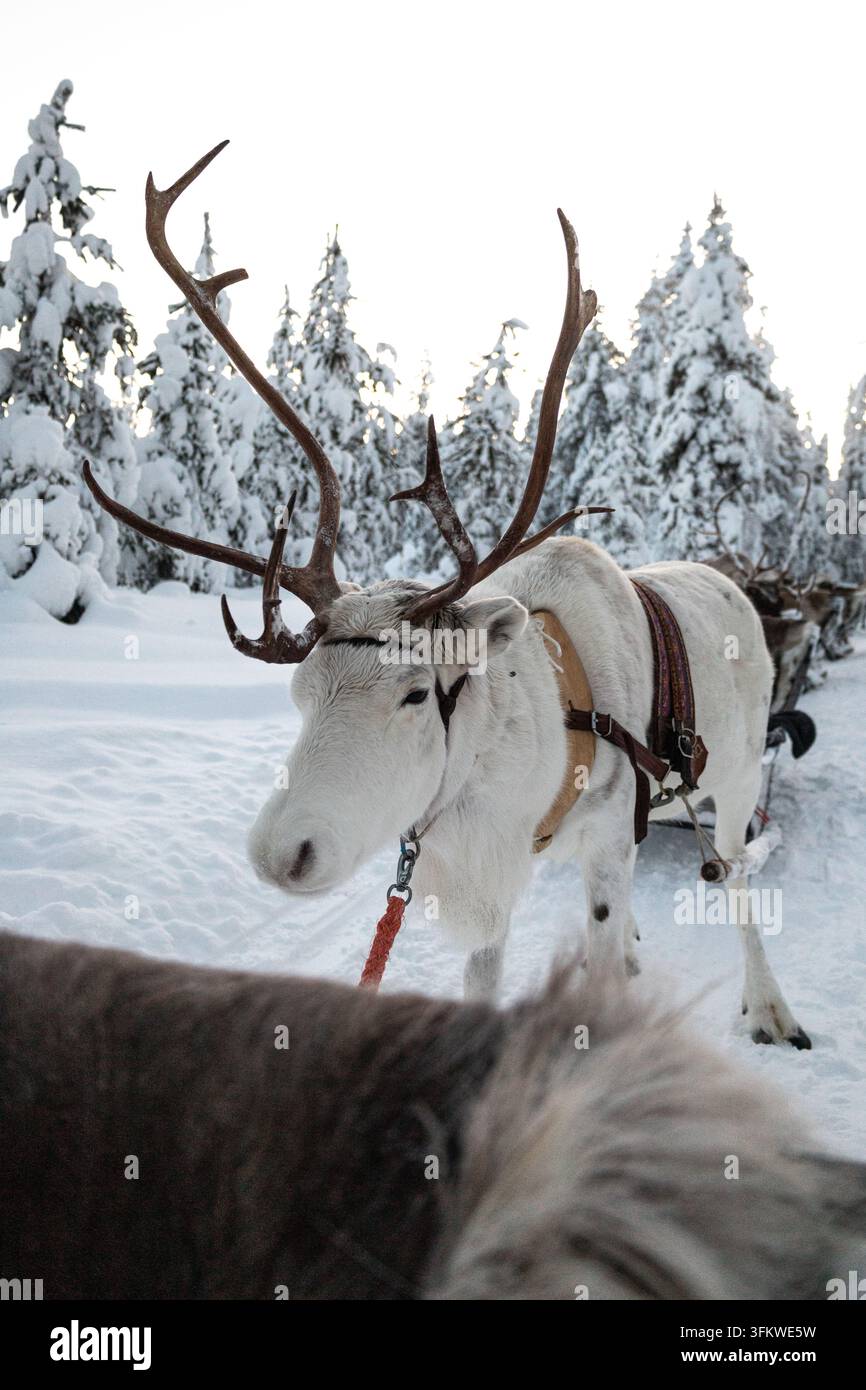 Un renne blanc portant un harnais traditionnel se tient dans une neige profonde parmi des arbres givrés à Levi, Laponie finlandaise, Finlande Banque D'Images