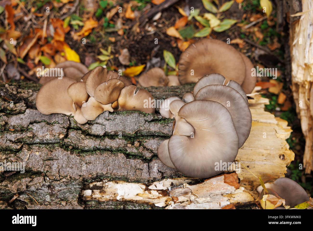 Champignons d'huître poussant sur un tronc d'arbre tombé dans la forêt Banque D'Images