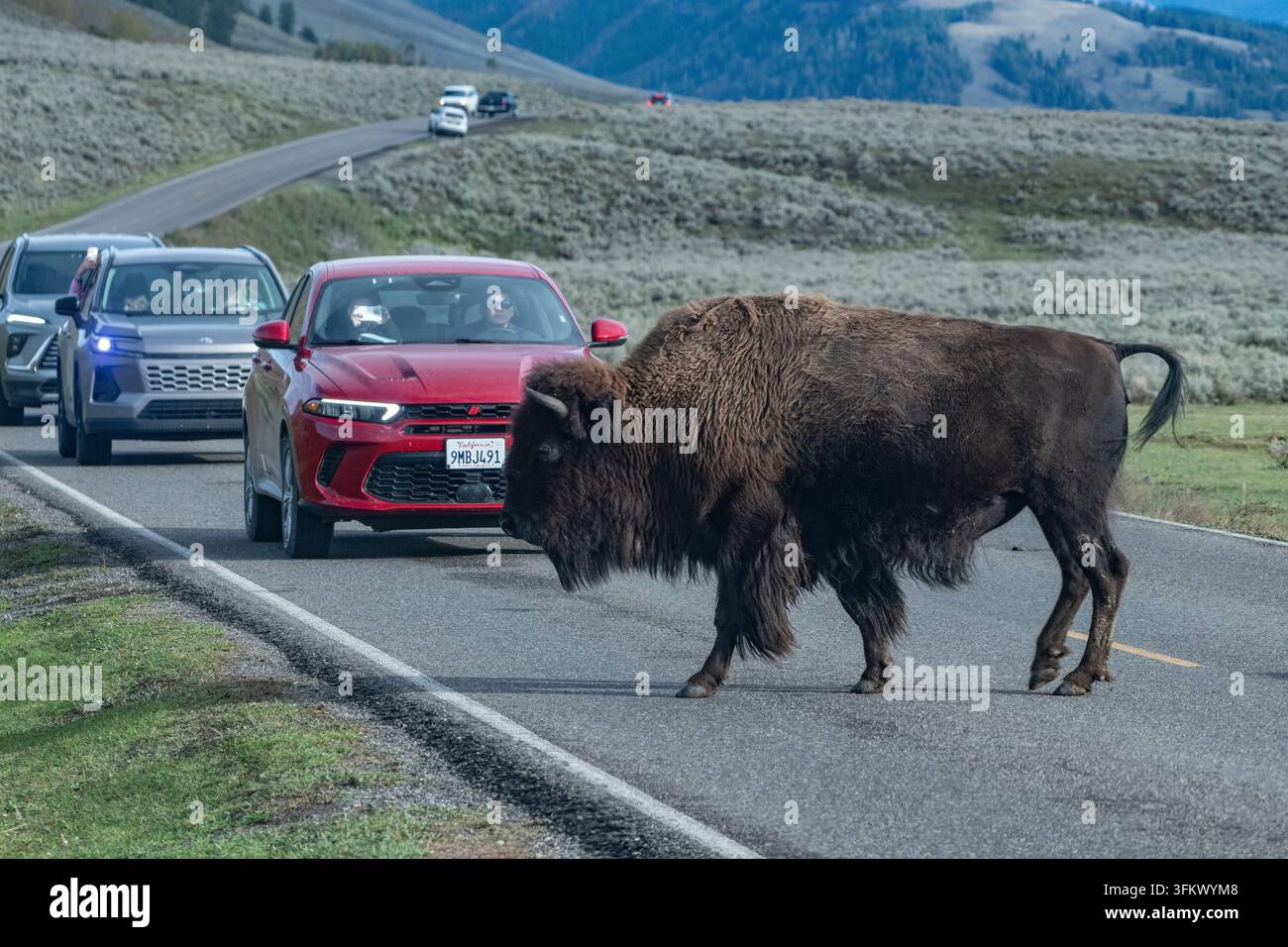 Un bison d'Amérique traversant une route et bloquant la circulation dans le parc national de Yellowstone, Wyoming. Banque D'Images