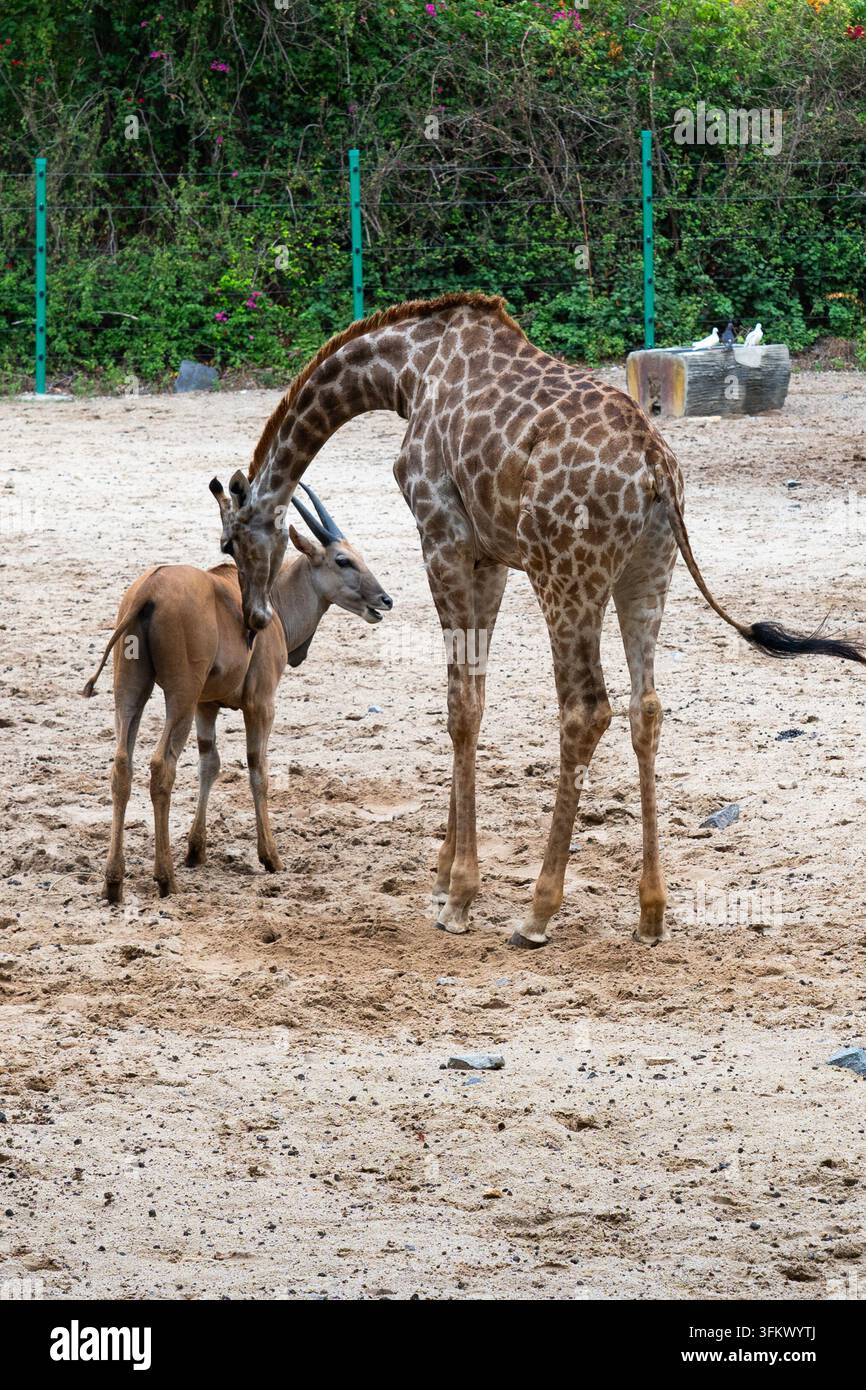 Un moment de sérénité dans la nature : une girafe interagissant avec une antilope dans un environnement tranquille entouré de verdure et de beauté naturelle. Banque D'Images