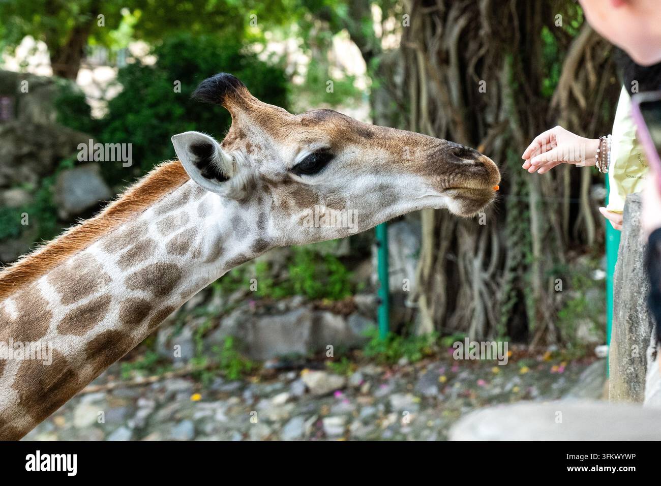 Une rencontre rapprochée avec une girafe : Capturer les interactions entre les humains et la faune dans un environnement serein. Banque D'Images