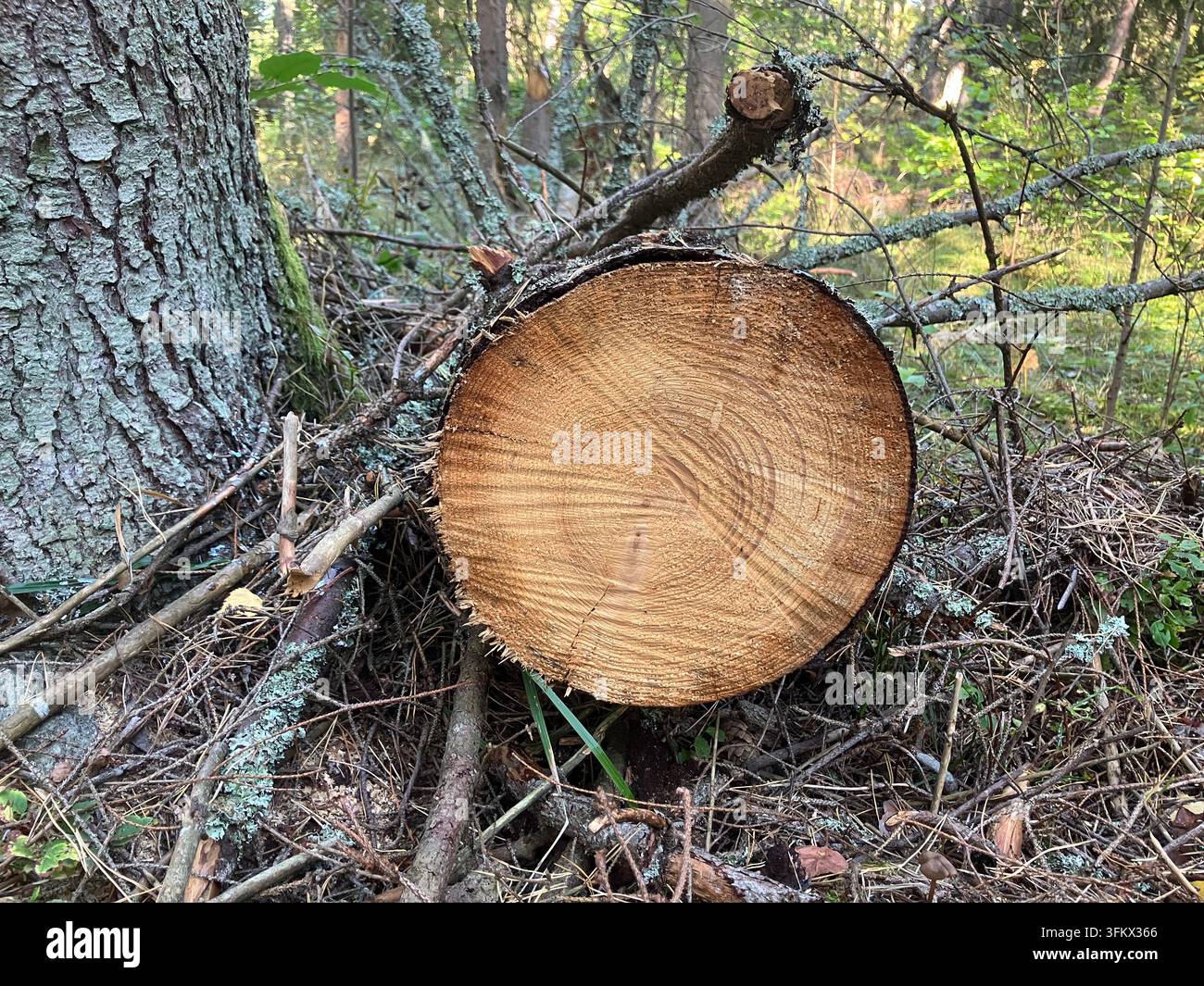 Tronc d'arbre coupé montrant les anneaux de croissance annuels dans une forêt Banque D'Images