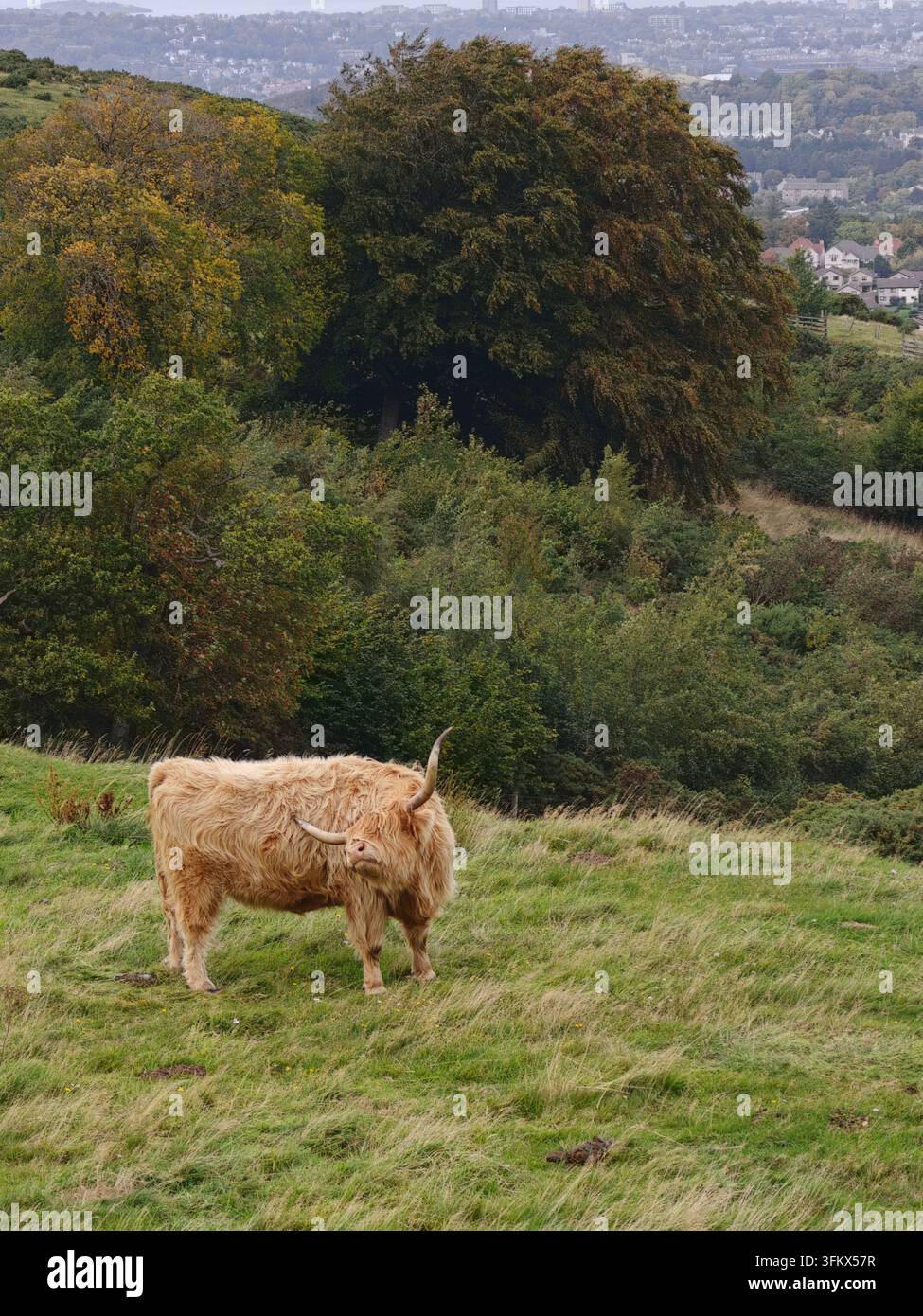 Vache des Highlands écossaise sur les Pentland Hills avec la ligne d'horizon d'Édimbourg en arrière-plan à la ferme Swanston, Écosse. - Image de stock capturée avec un smartphone