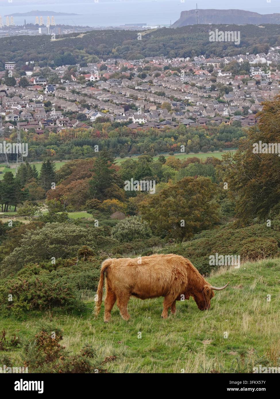 Vache des Highlands écossaise sur les Pentland Hills avec la ligne d'horizon d'Édimbourg en arrière-plan à la ferme Swanston, Écosse. - Image de stock capturée avec un smartphone
