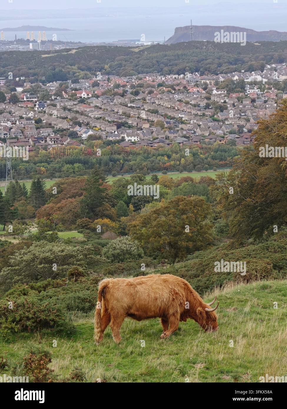 Vache des Highlands écossaise sur les Pentland Hills avec la ligne d'horizon d'Édimbourg en arrière-plan à la ferme Swanston, Écosse. - Image de stock capturée avec un smartphone