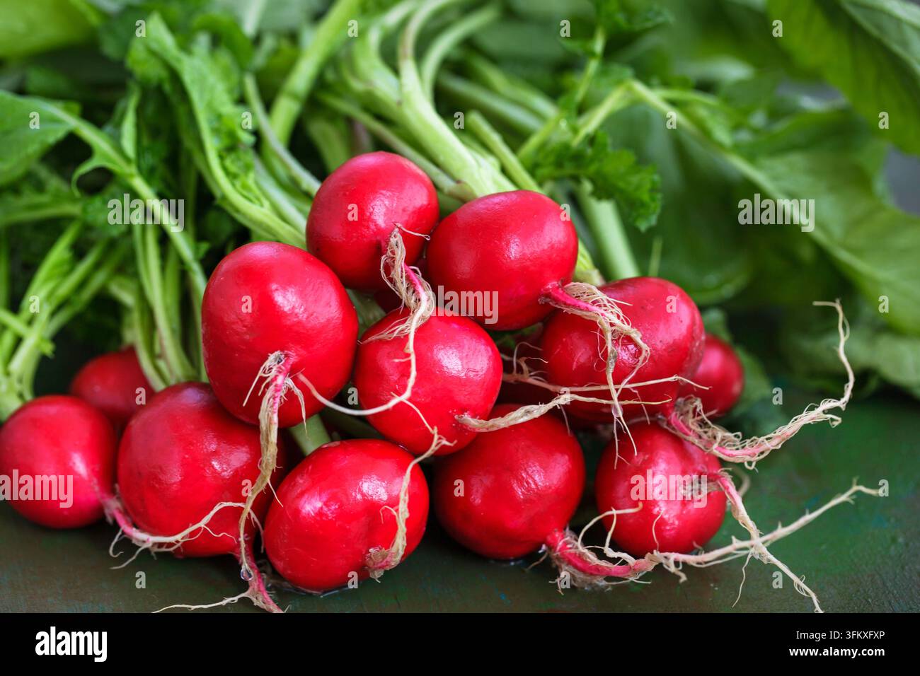 Gros plan de radis rouges frais avec des feuilles vertes, concept de récolte de légumes biologiques Banque D'Images