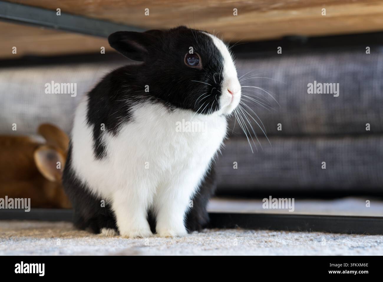 Lapin hollandais noir et blanc assis sur un tapis sous une table dans un salon. Un deuxième lapin Satin brun est légèrement flou en arrière-plan. Le Banque D'Images