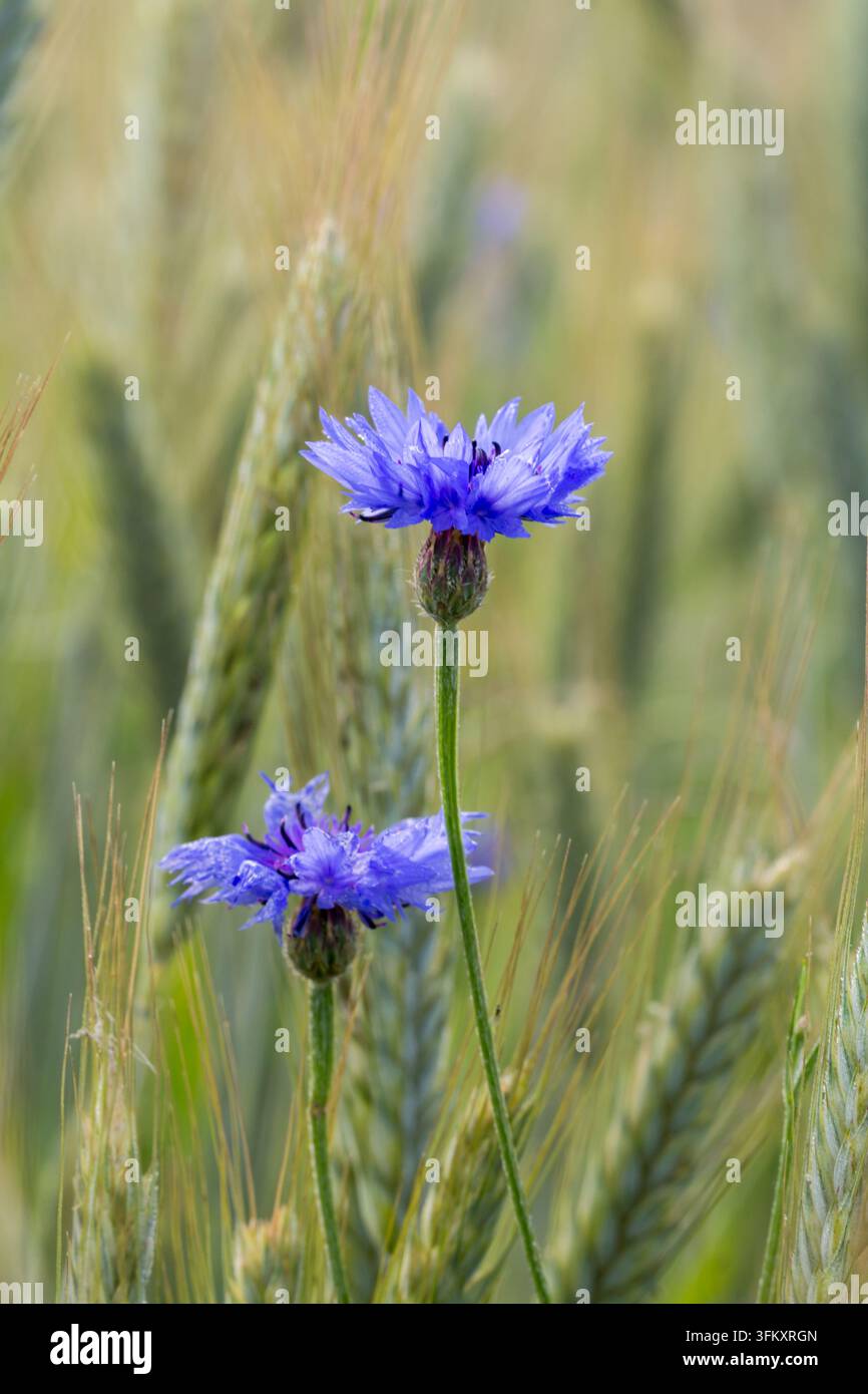 Close-up de bleuets bleus en fleurs dans un champ de céréales. Banque D'Images