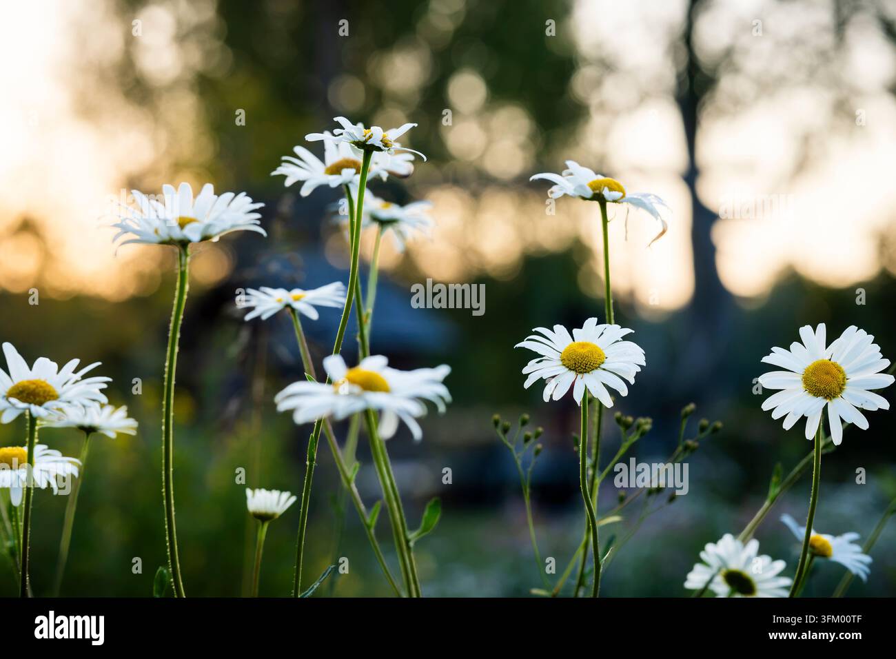 Leucanthemum vulgare, marguerite à yeux d’or, une fleur sauvage vivace aux pétales blancs éclatants entourant un centre floral jaune doré, fleurissant dans un endroit ensoleillé. Banque D'Images