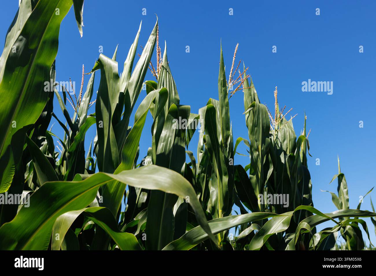 un grand champ de maïs vert et un ciel bleu Banque D'Images