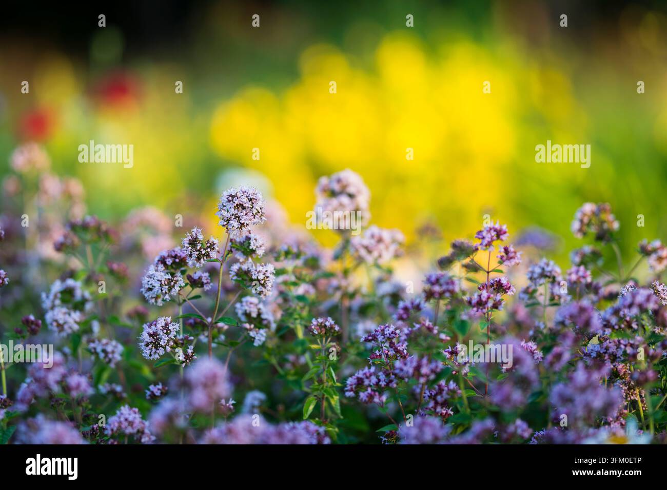 Origanum vulgare, origan sauvage, une plante vivace parfumée avec des grappes de fleurs rose-violet et des feuilles aromatiques vertes, fleurissant dans une prairie ensoleillée. Banque D'Images