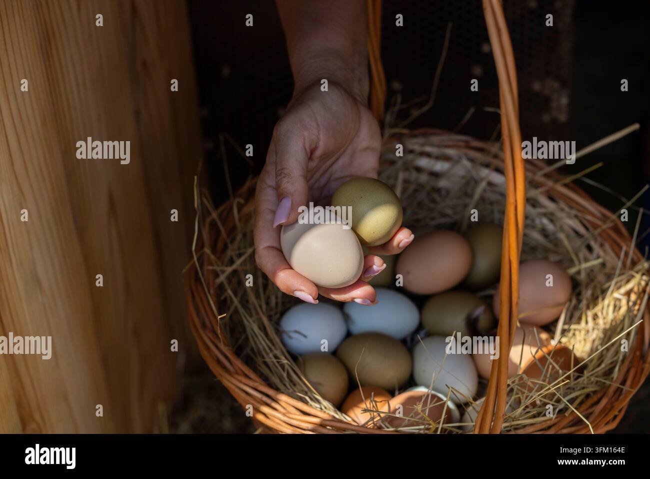Main d'une femme tenant deux œufs frais, les ajoutant à un panier en osier rustique rempli de paille et de divers œufs de couleur naturelle provenant de poussins durables Banque D'Images