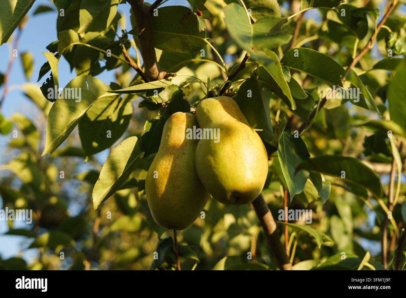 Close-up de pommes et poires mûres avec texture et couleurs naturelles, représentant des fruits frais de saison et la récolte automnale. Banque D'Images