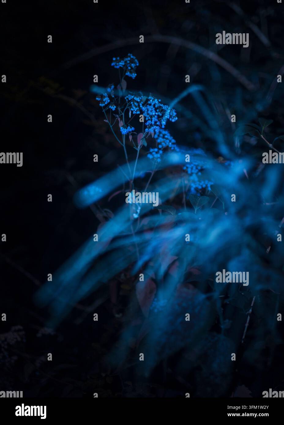 Une plante de prairie au bord de la forêt sous une lampe UV la nuit Banque D'Images