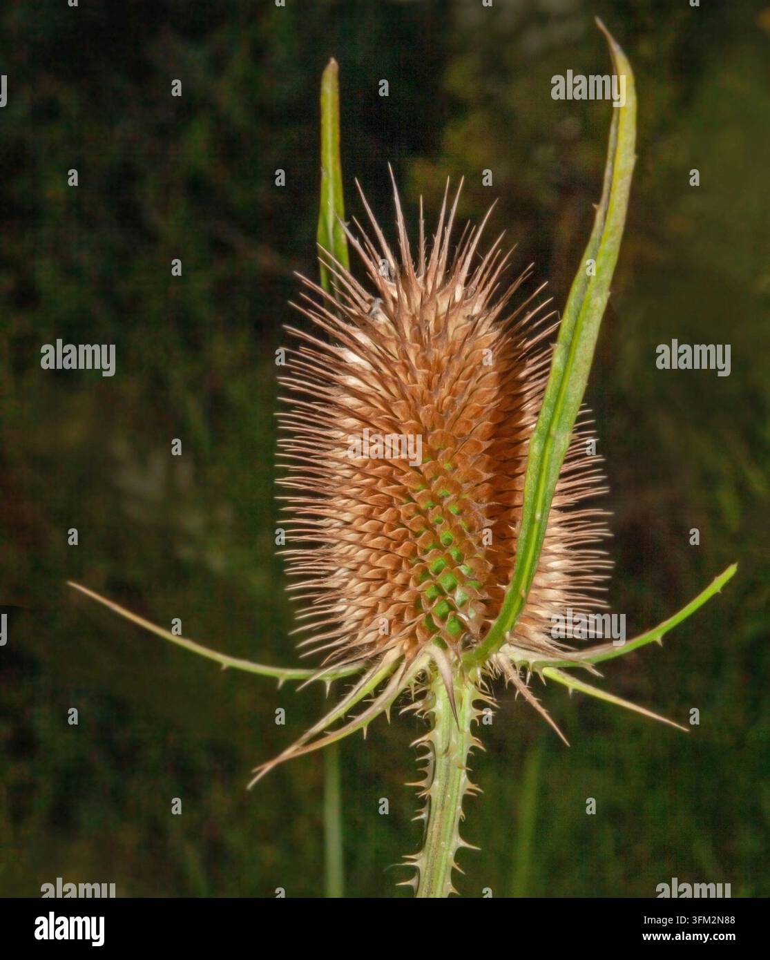 Carde sauvage Dipsacus fullonum Banque D'Images