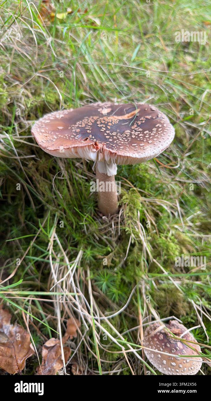Roussette (Amanita rubescens) poussant à Bannau Brycheiniog (Brecon Beacons) fin septembre - Image de stock capturée avec un smartphone