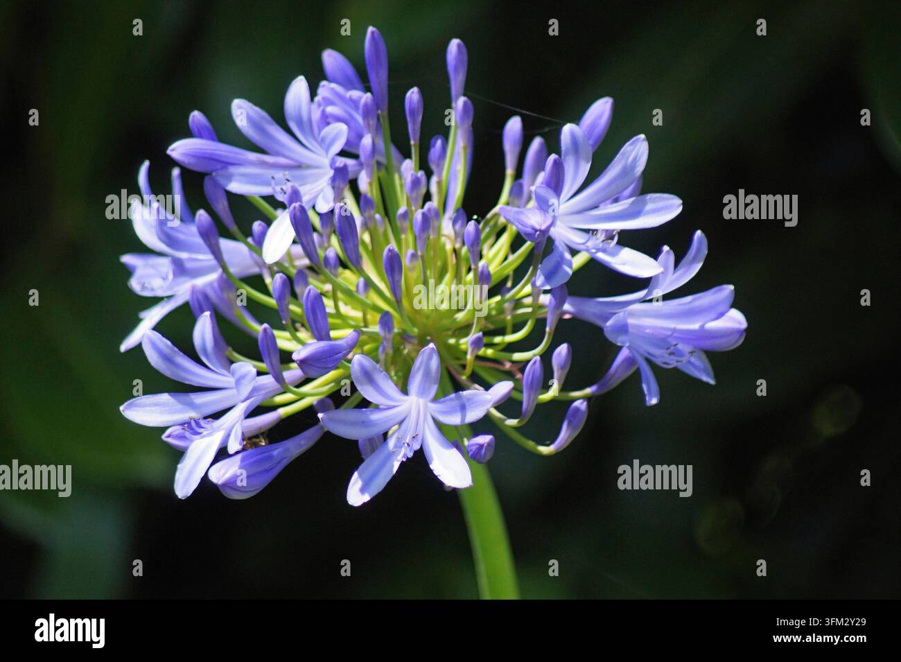 Fleur d'Agapanthus en fleurs avec des pétales violets et des bourgeons verts sur un fond sombre Banque D'Images