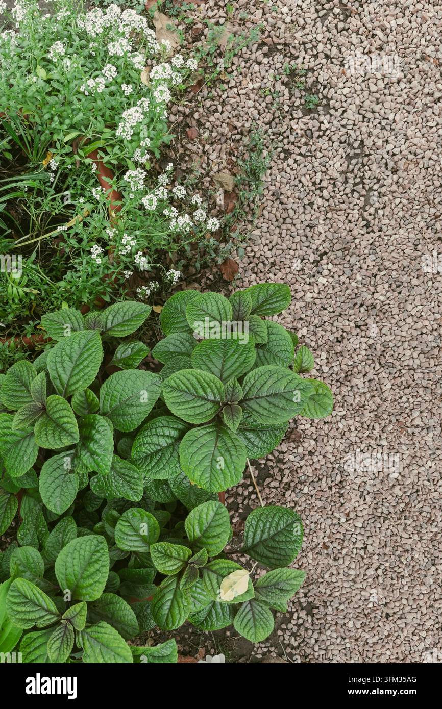 Plantes vertes et alysson blanc poussant près d'un chemin de gravier, vue de dessus - Image de stock capturée avec un smartphone