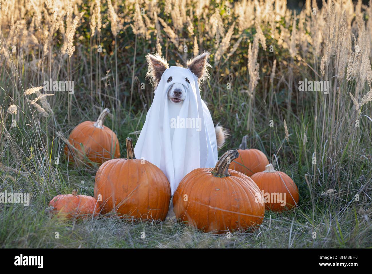 Chien déguisé en fantôme blanc assis parmi des citrouilles pour Halloween en plein air Banque D'Images