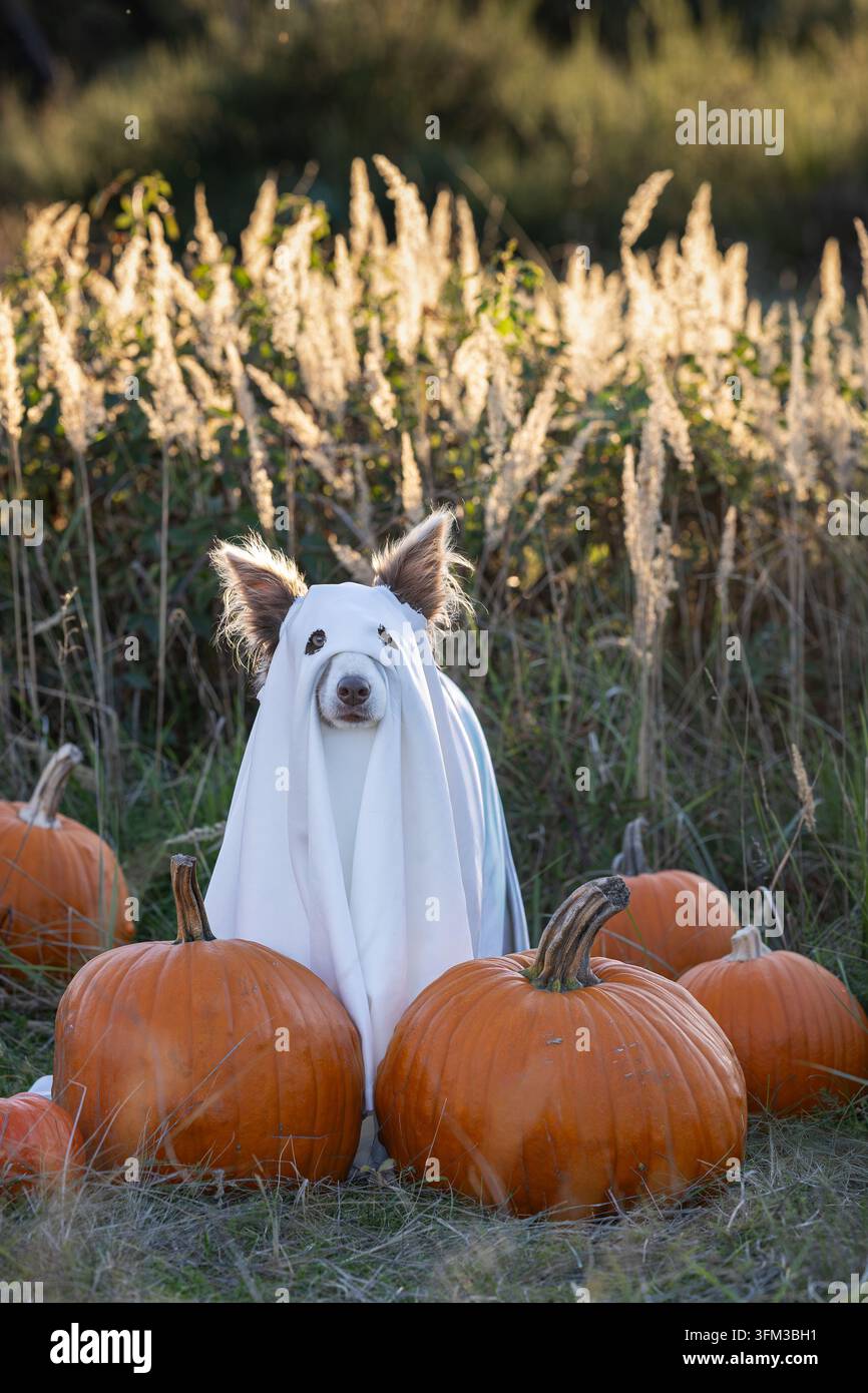 Chien déguisé en fantôme blanc entouré de citrouilles dans une scène d'Halloween automnale Banque D'Images