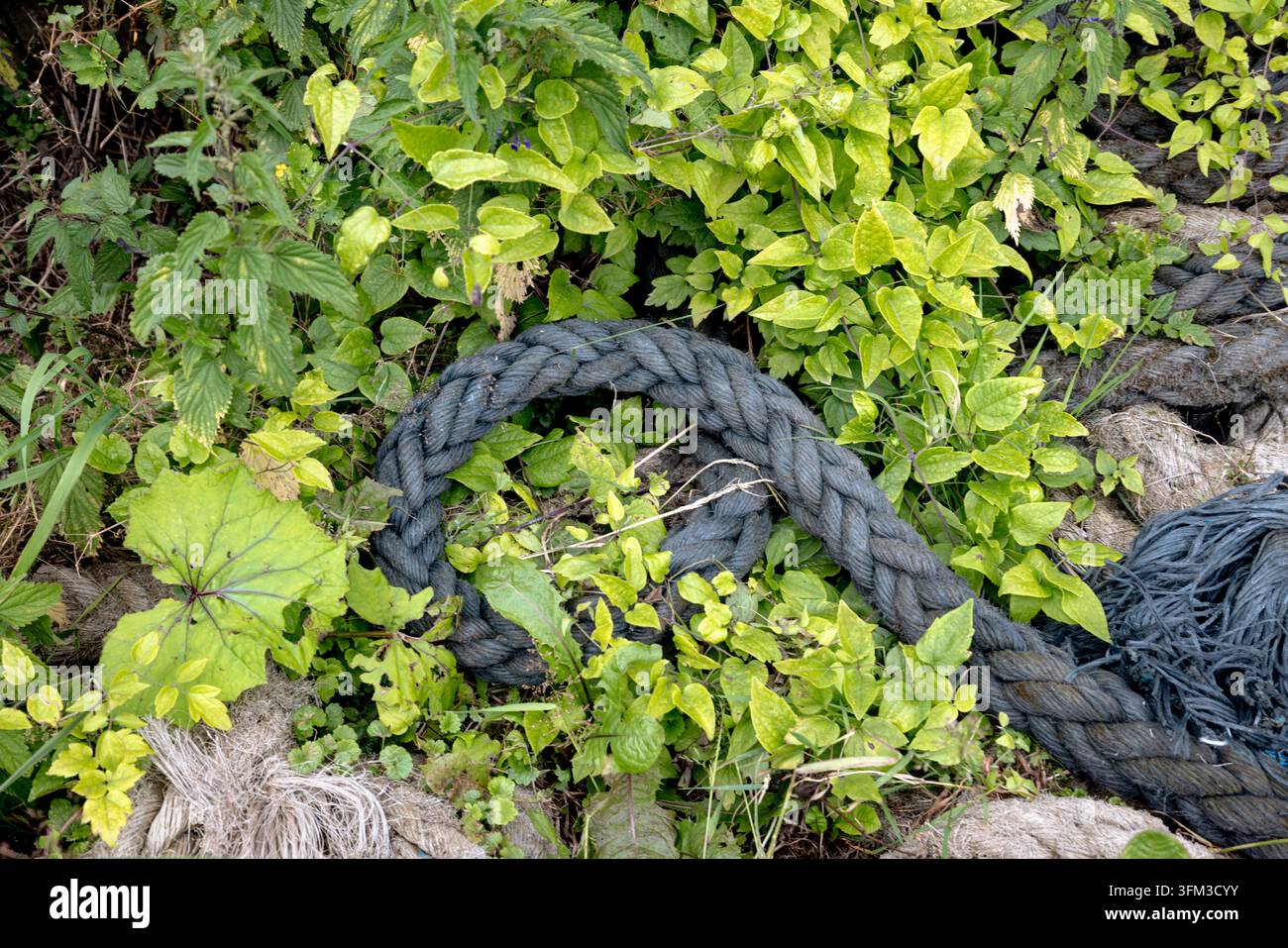 Des cordages marins érodés gisent parmi la végétation et les vestiges industriels de l'ancienne chantier naval de Gdansk. Banque D'Images