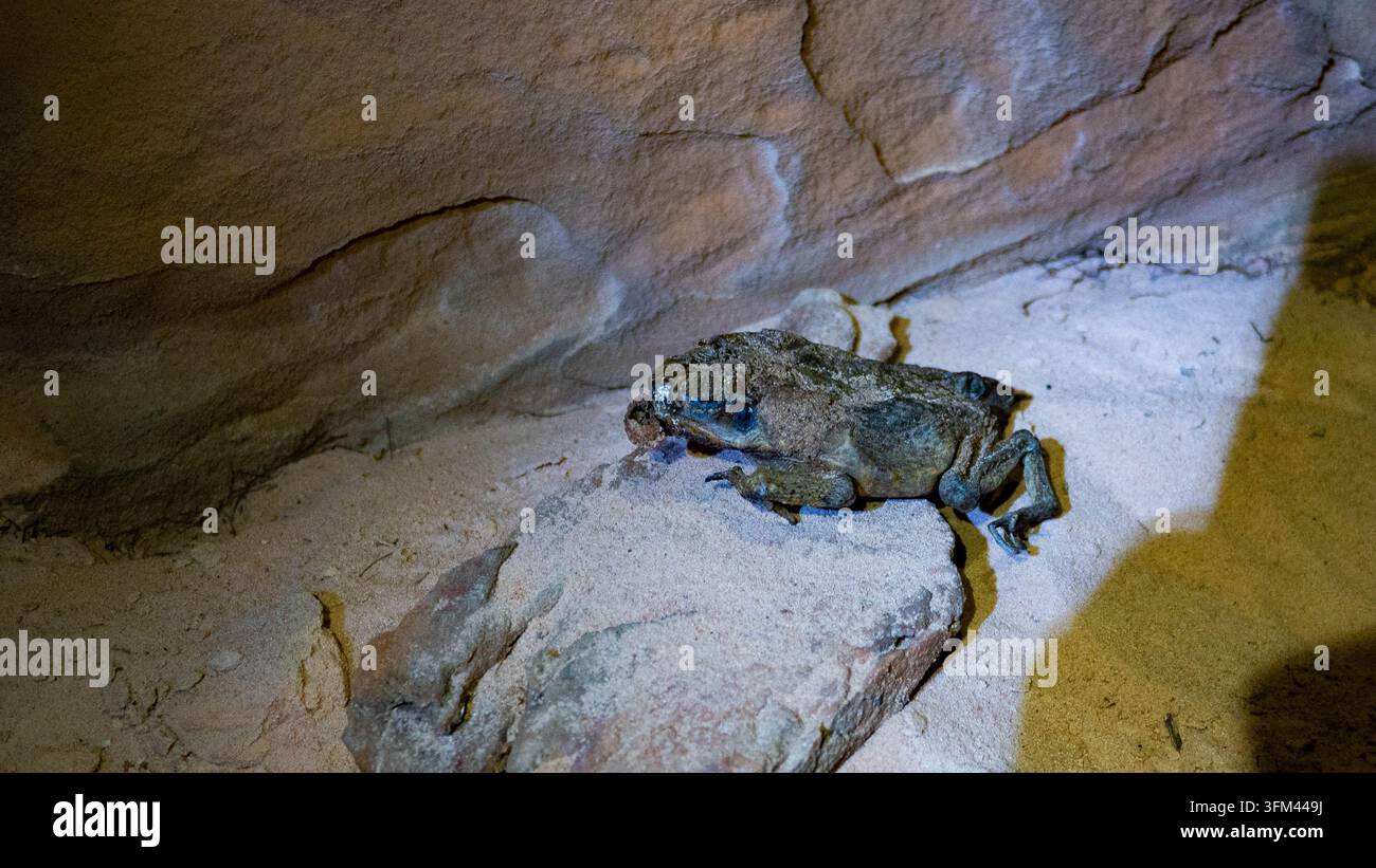 housse sèche de grenouille morte perdue dans une momie de grotte Banque D'Images
