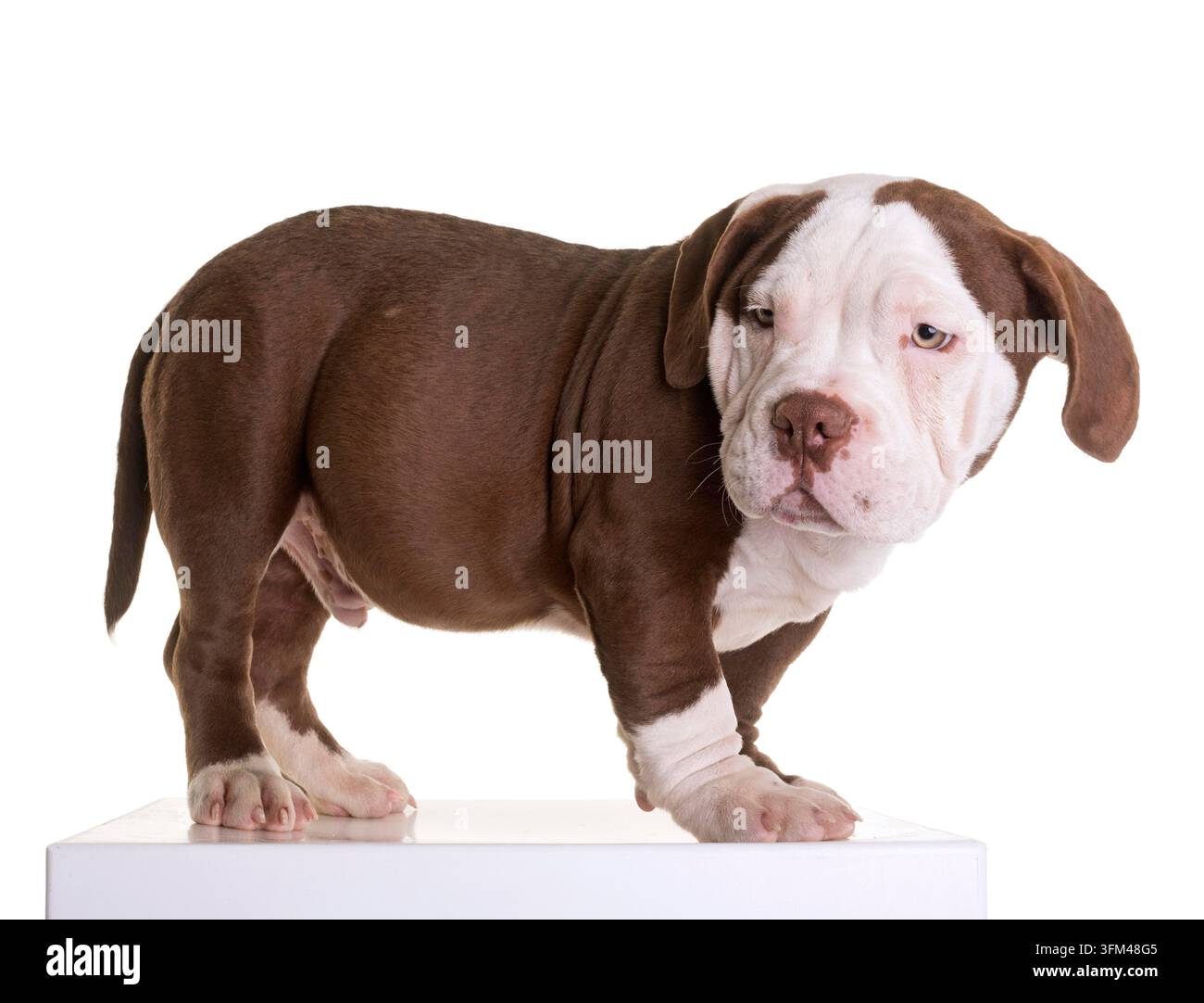 Chiot american bully in front of white background Banque D'Images