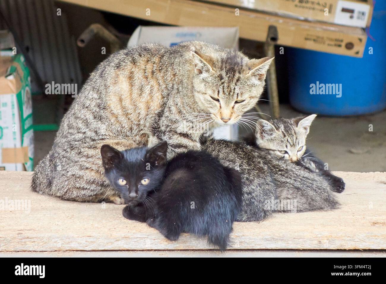 Une mère chat tigré et ses adorables chatons, dont des chatons noirs et tigrés, reposant ensemble sur une planche en bois à l'extérieur. Banque D'Images