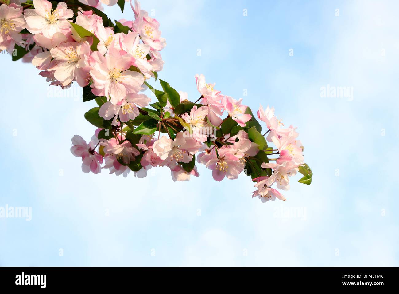 Les fleurs de pommier chinois roses éclosent magnifiquement sur la branche sous le ciel bleu clair par une journée de printemps ensoleillée, fraîches et douces, pleines de vitalité printanière Banque D'Images