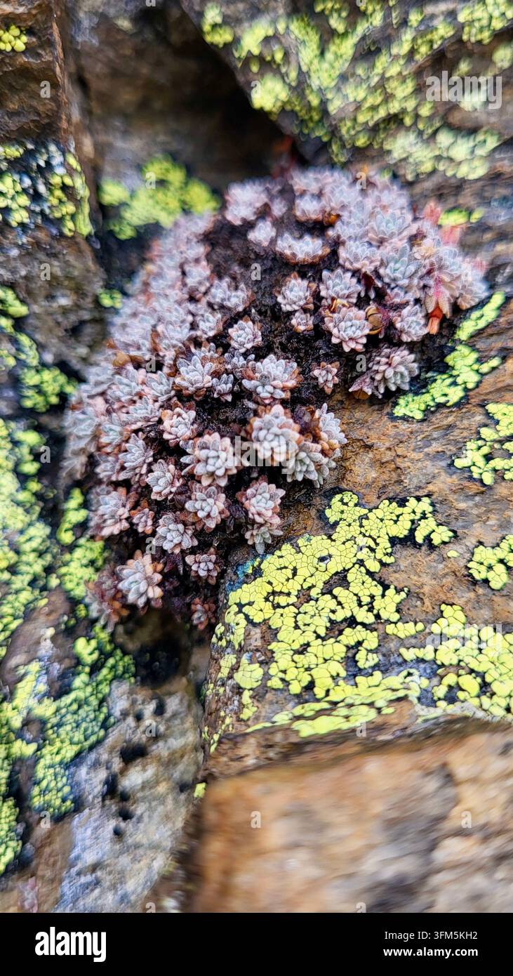 Gros plan d'un groupe de plantes succulentes du genre Sedum poussant parmi les rochers des Alpes suisses, Suisse Banque D'Images