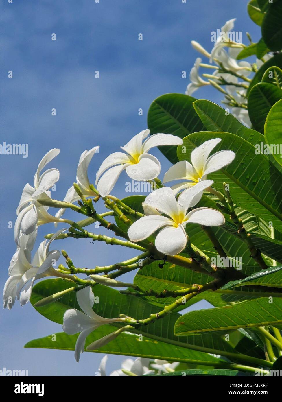 Fleurs de plumeria blanches avec des gouttes d'eau sur un ciel bleu, frangipania tropicale à Hawaï - Image de stock capturée avec un smartphone