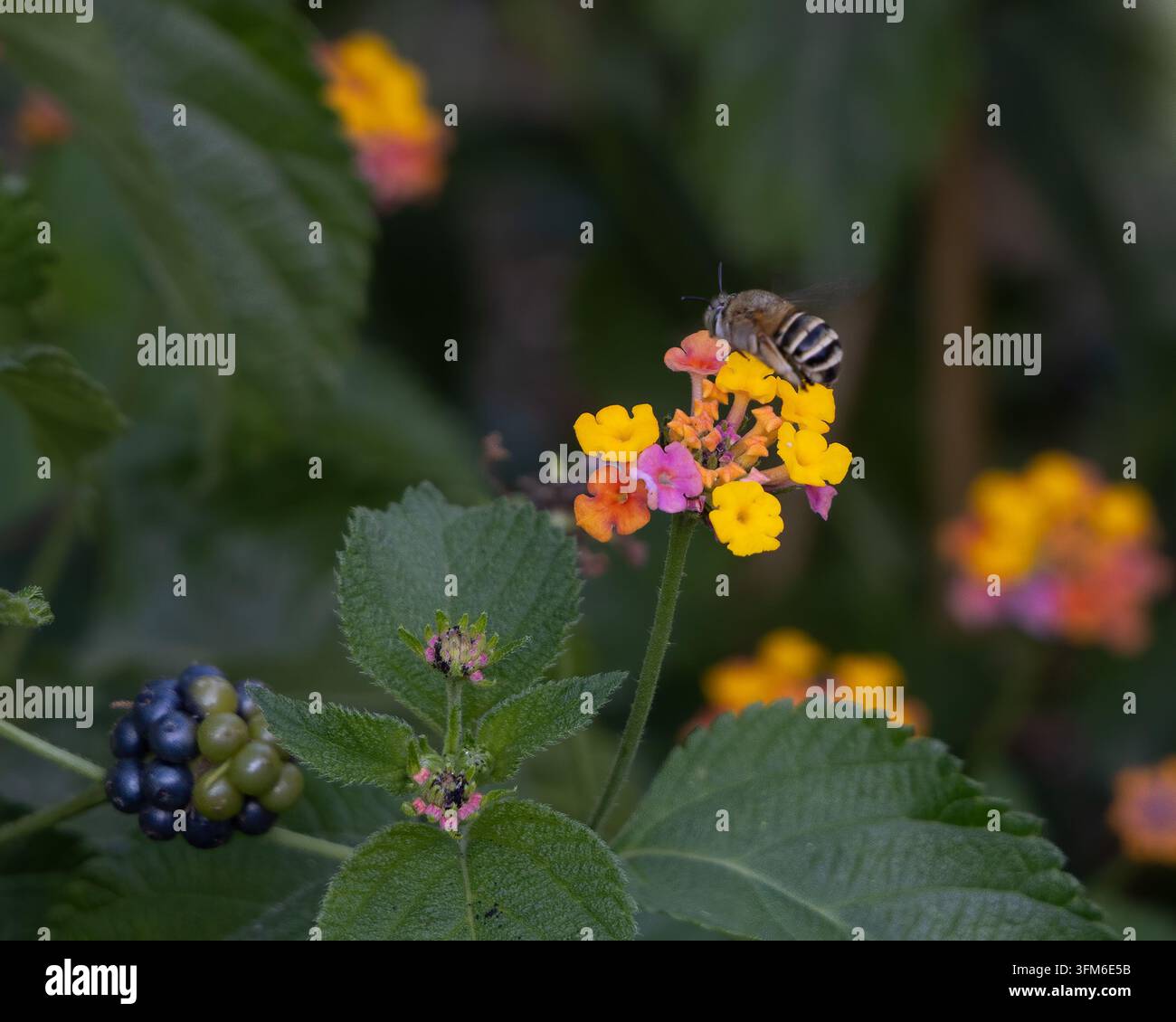 Abeille fouisseuse à bande blanche sur une fleur de Lantana camara Banque D'Images