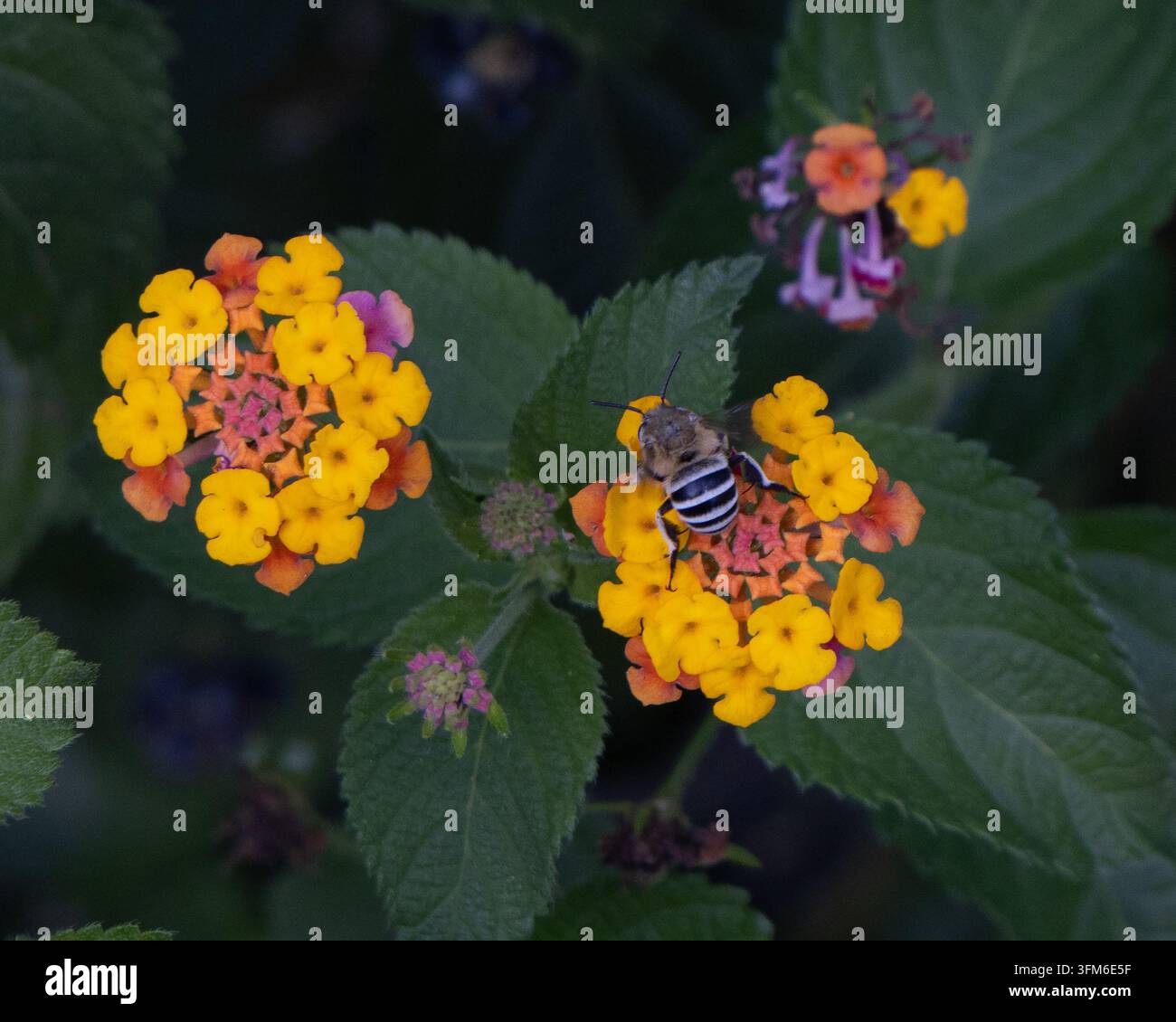 Abeille fouisseuse à bande blanche sur une fleur de Lantana camara Banque D'Images