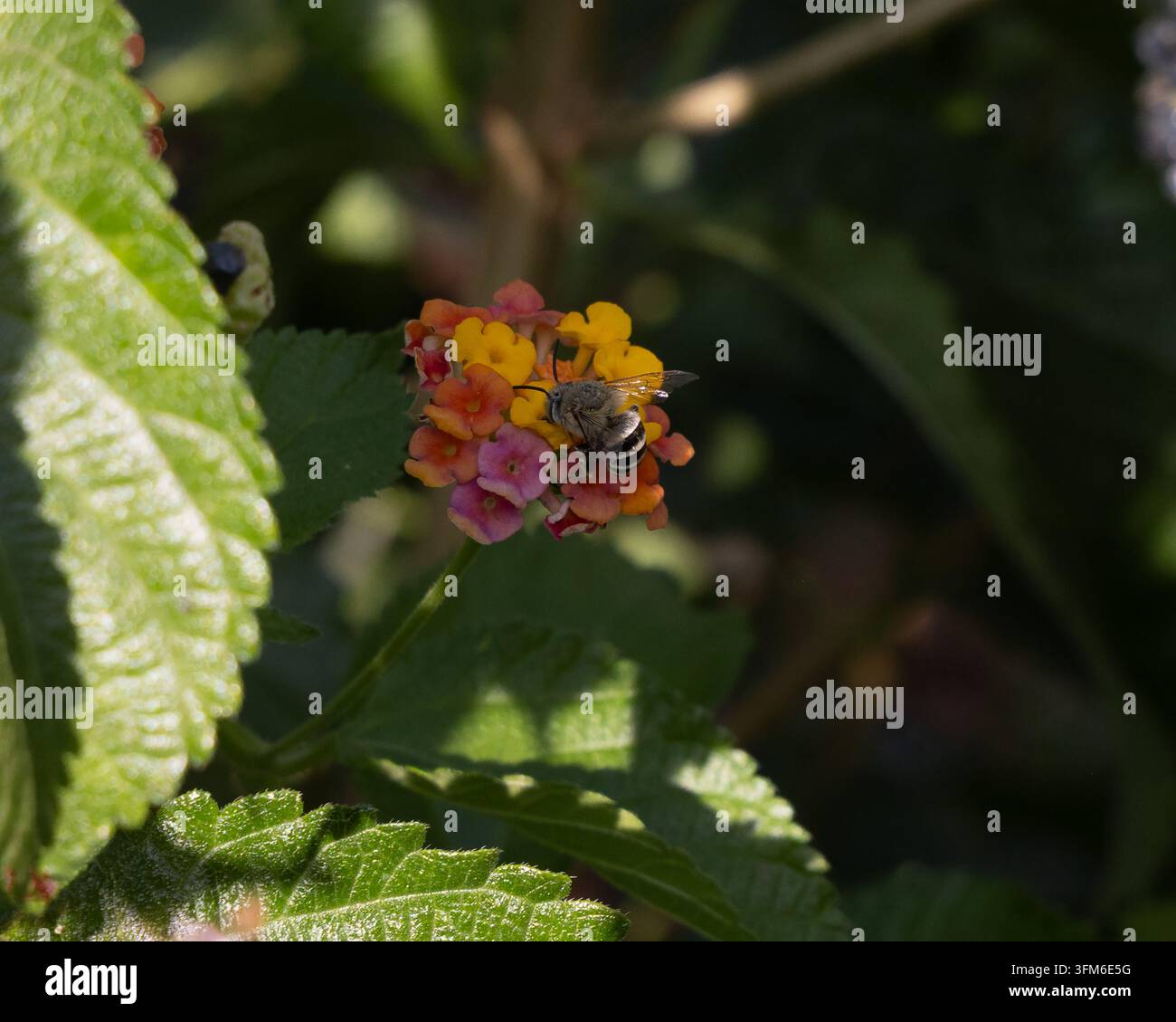 Abeille fouisseuse à bande blanche sur une fleur de Lantana camara Banque D'Images