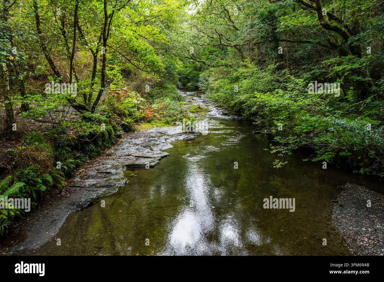 Reflets dans la vallée de la rivière Valency, Boscastle, Cornouailles, Royaume-Uni Banque D'Images