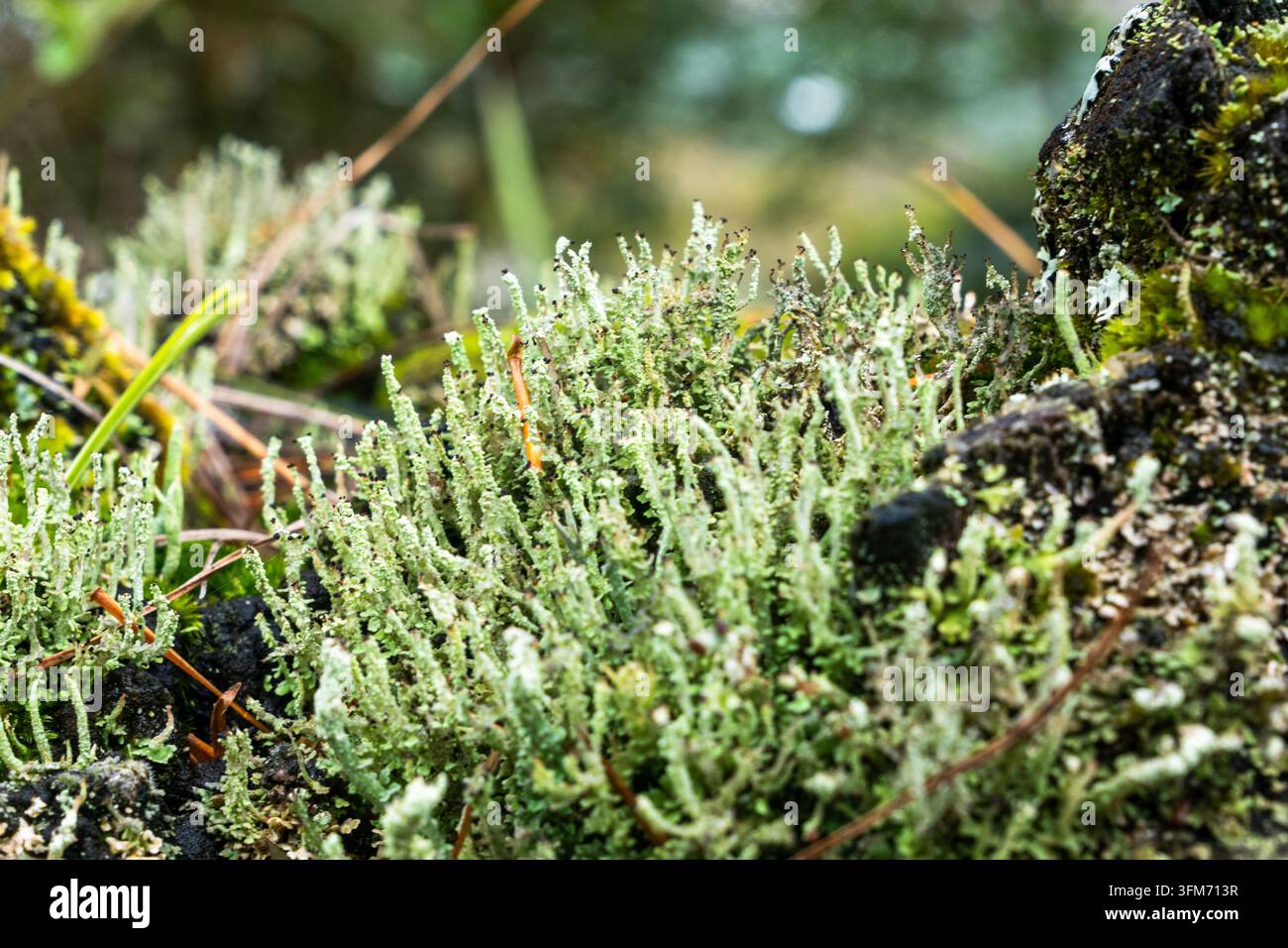 Macro de lichen Cladonia vert pâle et de mousse poussant sur une roche sombre dans une forêt du Népal. Banque D'Images