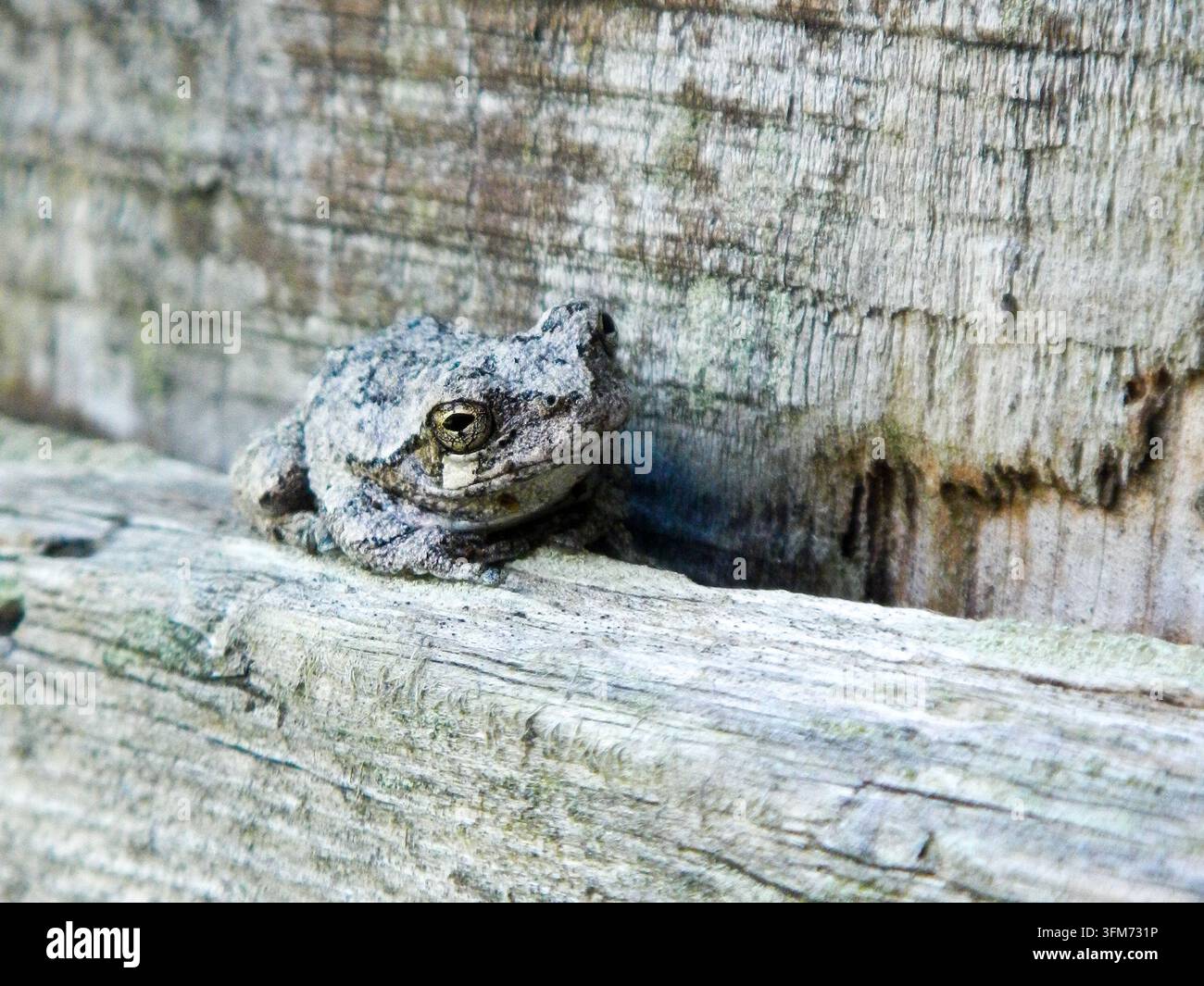 Grenouille d'arbre grise reposant contre du bois érodé dans un cadre naturel en plein air, avec un espace ouvert entourant le petit amphibien. Banque D'Images