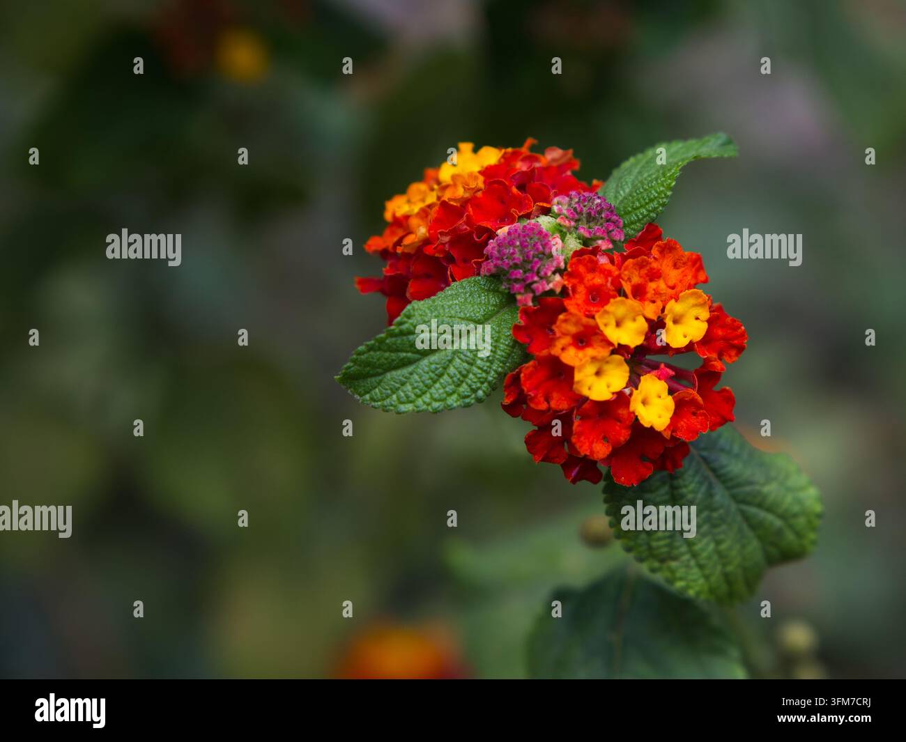 Gros plan de grappes de fleurs de Lantana camara rouge vif, orange et jaune éclatantes, épanouies devant un fond de feuillage vert doux Banque D'Images