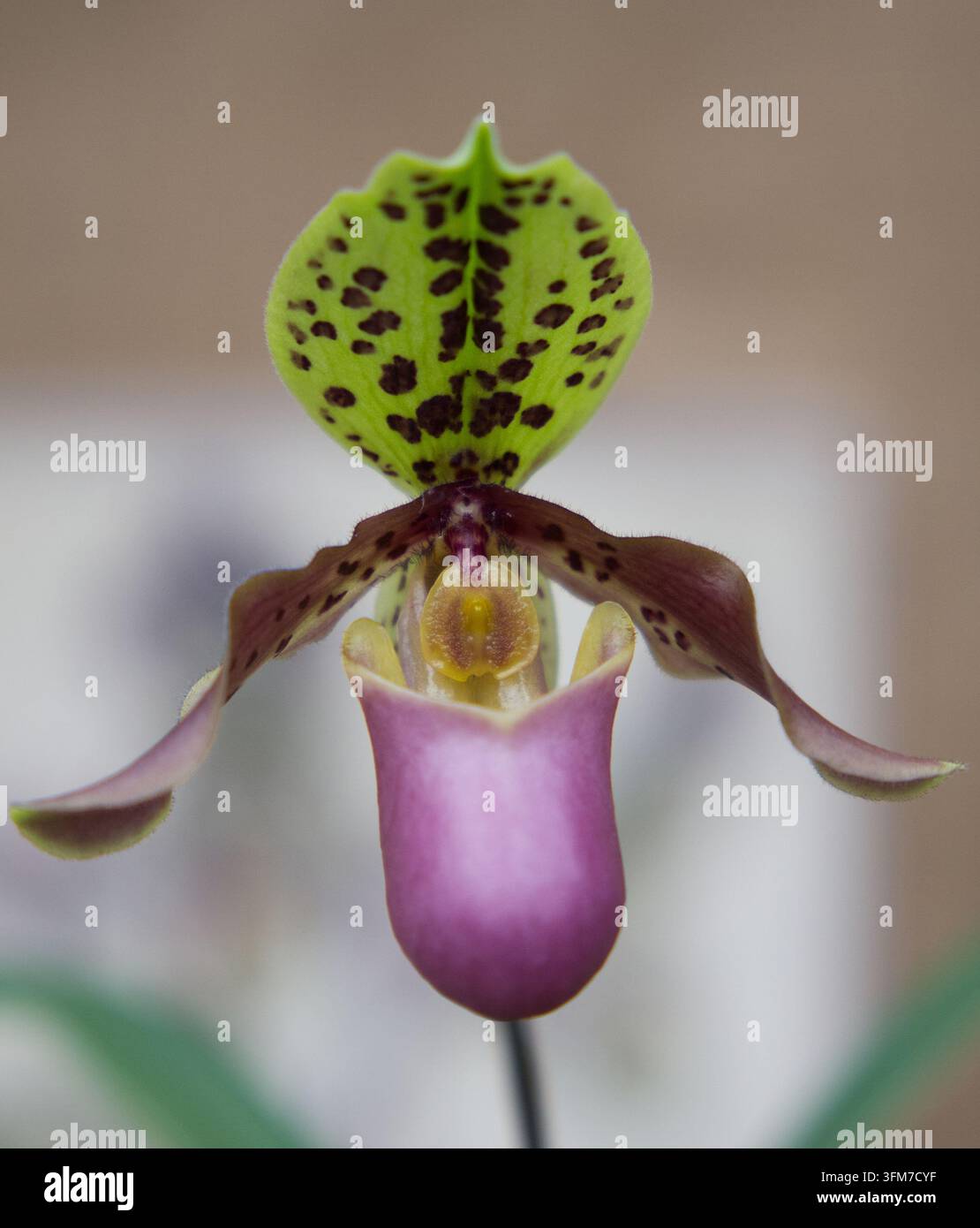 Vue frontale en gros plan d'une fleur d'orchidée exotique Paphiopedilum avec un sépale dorsal vert tacheté et une poche rose Banque D'Images