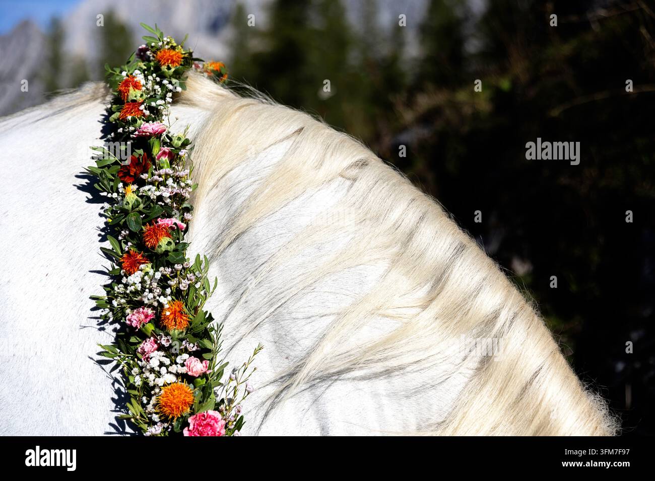 Un magnifique gros plan d'un cheval Lipizzan blanc arborant une crinière magnifique et un collier floral festif coloré lors de l'Almabtrieb Banque D'Images
