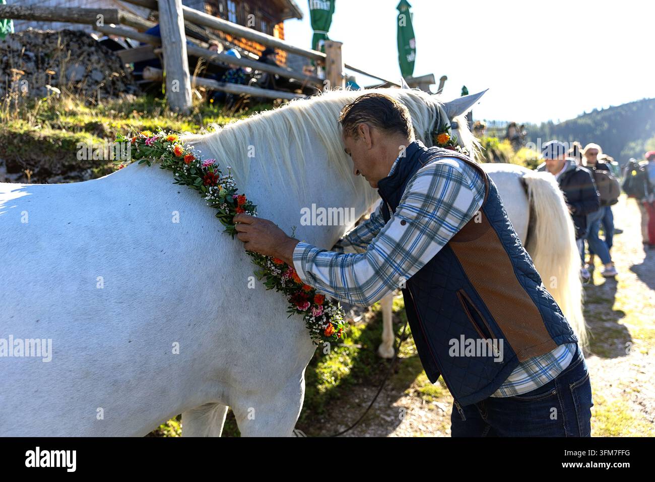 Un propriétaire local décore soigneusement un magnifique cheval Lipizzan blanc avec des guirlandes florales vibrantes fabriquées à la main avant l'Almabtrieb d'automne. Banque D'Images