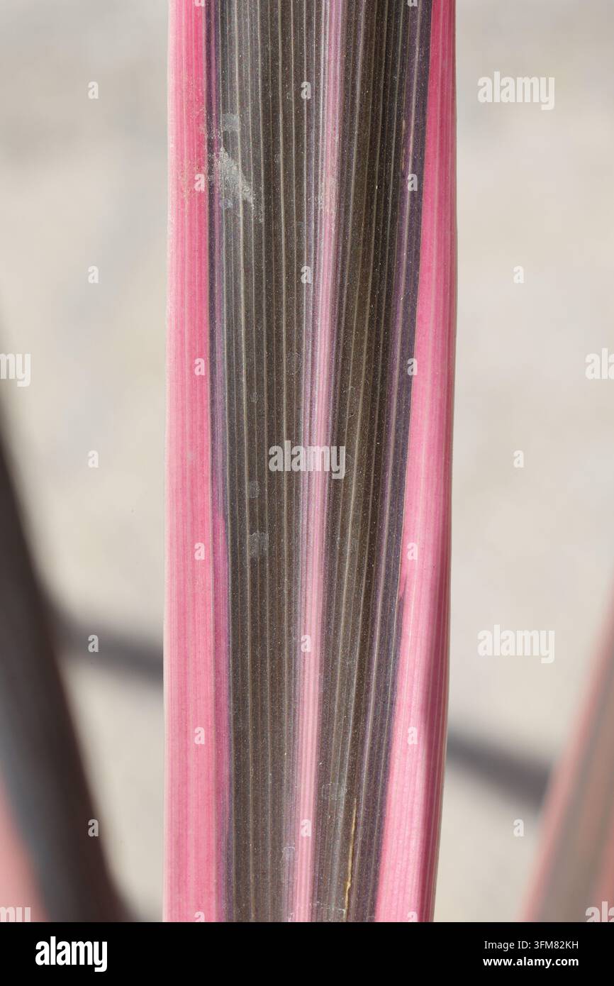 Cordyline 'Southern Splendour'.  Gros plan macro d’une feuille de palmier à chou panachée – vert olive avec des bordures roses et de fines rayures. Banque D'Images