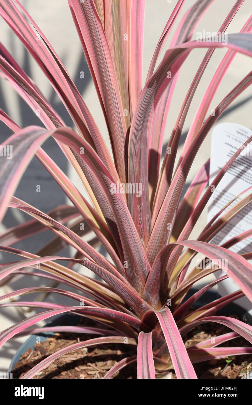 Cordyline 'Southern Splendour'. Plante entière de palmier à chou. Feuilles panachées avec des bordures et des rayures vert olive et rose. Banque D'Images