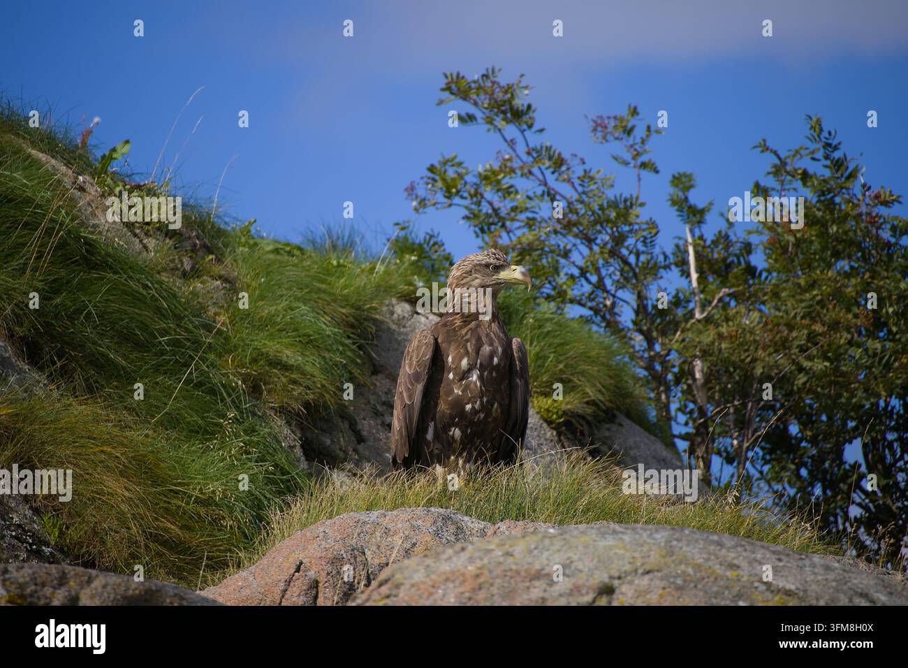 Un aigle de mer / aigle à tête blanche debout sur un rocher, devant un petit arbuste avec un ciel bleu nuageux en arrière-plan Banque D'Images