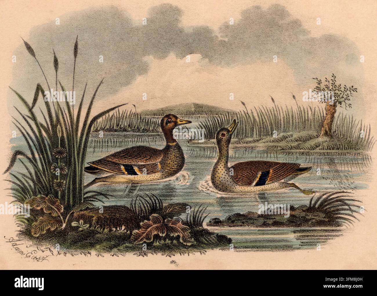 Une chromolithographie représentant une paire de canards souchets (Spatula querquedula) nageant parmi les roseaux. Publié par la firme de Newcastle-upon-Tyne Adam & Co., l'estampe identifie le mâle par son large sourcil blanc distinctif et son plumage brun chocolat, reflétant l'expansion victorienne de l'édition en histoire naturelle et la popularité de la chromolithographie pour l'illustration ornithologique. c.1875. Banque D'Images
