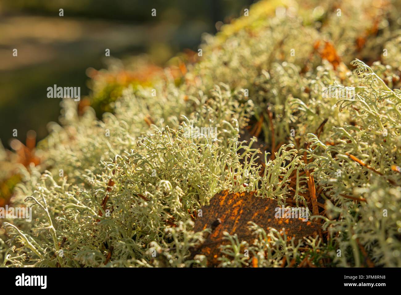Kirkkonummi, Finlande - 27.09.2026 : Vue macro détaillée de lichens gris-vert et de mousse forestière avec une feuille sèche sous une lumière dorée chaude Banque D'Images