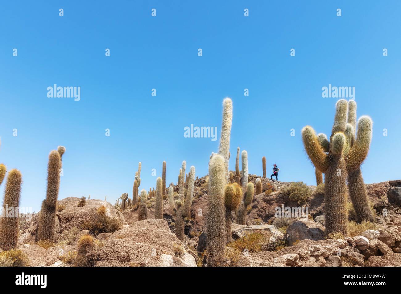 Cactes géants sur l'Isla Incahuasi dans le Salar de Uyuni, Bolivie Banque D'Images
